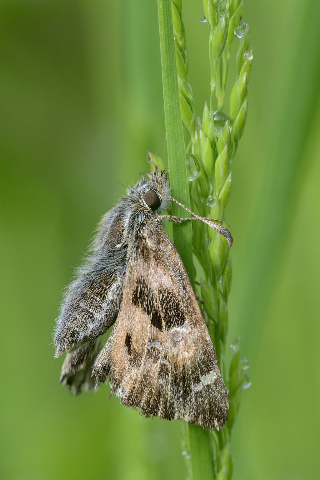 Altra falena da ID